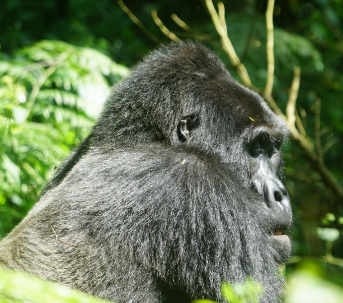 a close-up of a gorilla